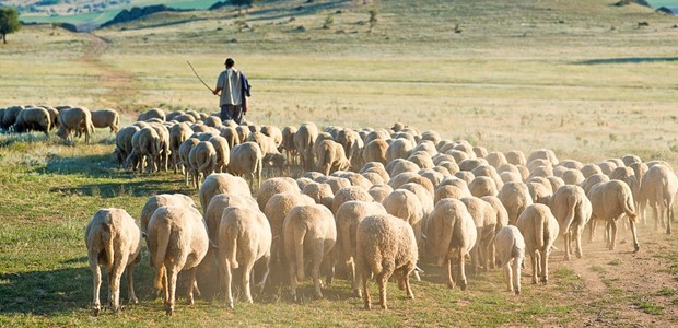 Σε οικονομικό αδιέξοδο η κτηνοτροφία